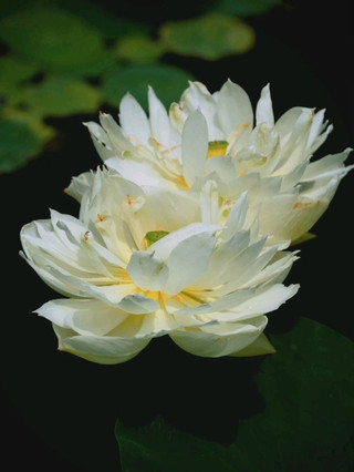 🪷 Yuanmingyuan Lotus Garden | A Summer Pond in Full Bloom