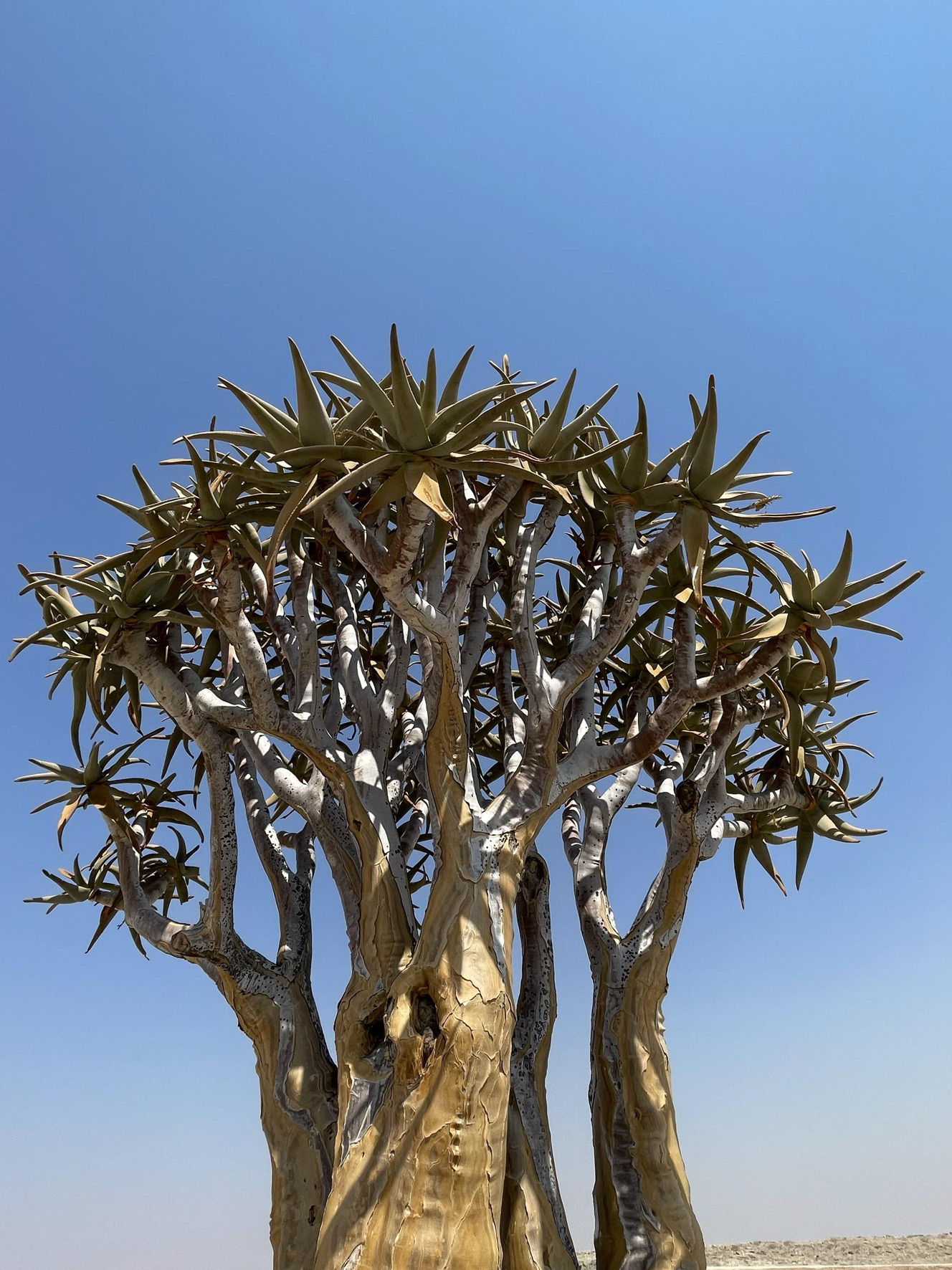 Namibia Travel Review | Searching for the Quiver Tree in the Desert

One of the images that truly made me think, "This is Namibia," was seeing the Quiver Tree standing tall amidst the vast, arid landscape stretching as far as the eye could see. 🌳🏜️

The charm of this place lies in its simplicity. There's almost nothing to obstruct the view; just the blue sky, dry rocks, and a road stretching into the distance. The atmosphere is so peaceful that you feel like you're truly in nature.

The Quiver Tree has a unique shape, with a thick trunk and branches extending upwards. It stands out against the desert backdrop, especially when sunlight hits the trunk; the golden color of the tree contrasts beautifully with the blue sky. The photos turn out almost perfect without any editing. 📸

Driving through Namibia allowed us to see views like this constantly. Some spots might not be major tourist attractions, but they are the most memorable images because they evoke a sense of vastness, tranquility, and the raw beauty of Africa.

If you enjoy road trips, nature, and deserts, Namibia is a country you should see with your own eyes at least once. 🤎

#Namibia #QuiverTree #NamibiaRoadTrip #NamibiaTravel #TravelNamibia #NamibiaTravel #AfricaTravel #RoadTrip #TravelReview