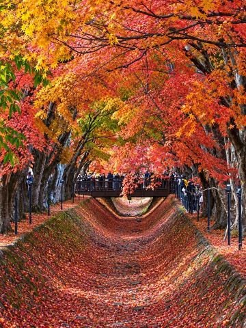 Best Autumn Foliage Near Tokyo | 5 Must-Visit Fall Scenery Spots!