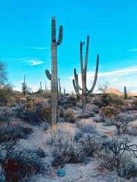 A touch of clouds with blue skies & Cactus’s