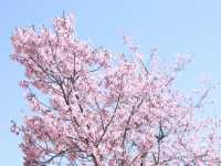 【🌸桜スポット🌸】長野県上田市 上田城🏯