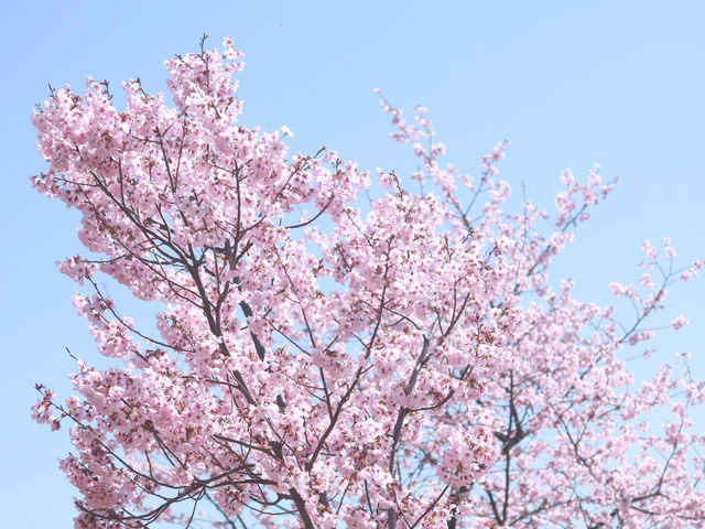 【🌸桜スポット🌸】長野県上田市 上田城🏯