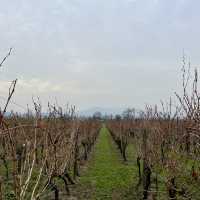 A Chilean Wine Experiencie in Fall 