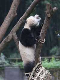 How to spend 5 days in Chongqing