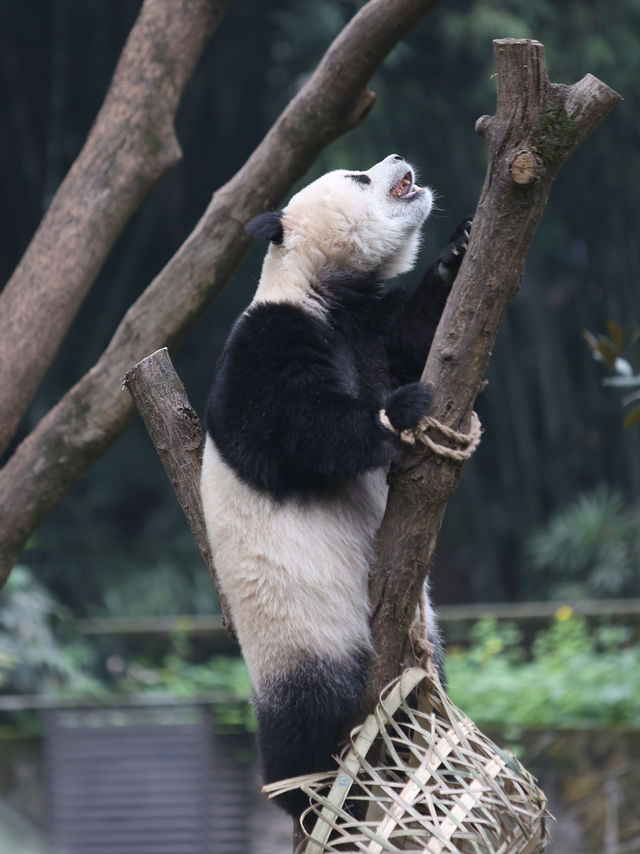 How to spend 5 days in Chongqing