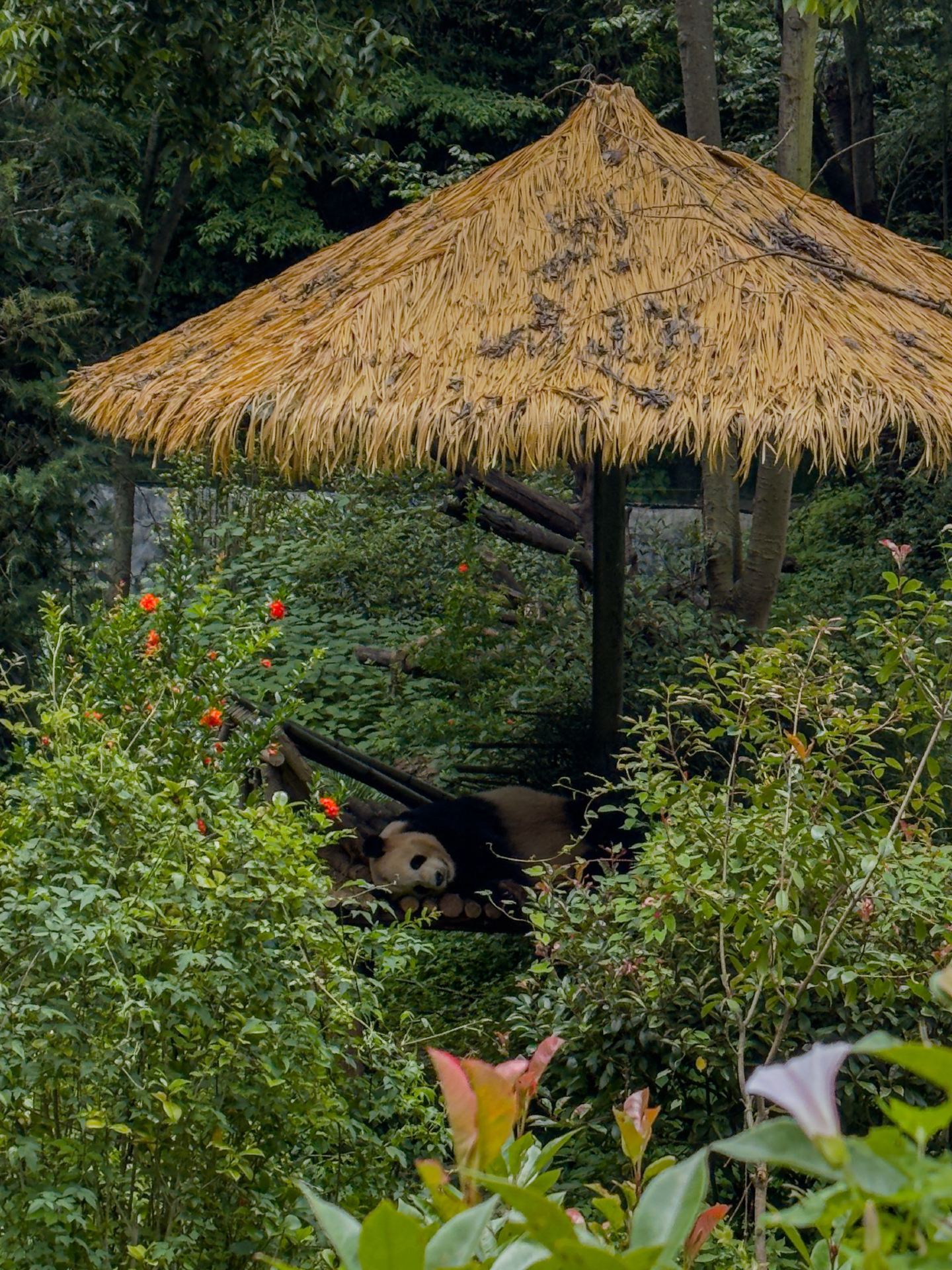 สวนสัตว์ป่าคุนหมิง / Yunnan wild animal park。