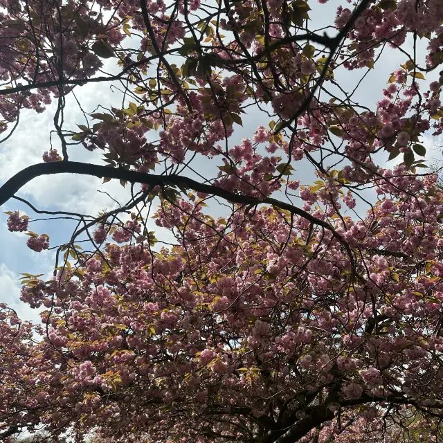 倫敦人氣櫻花勝地格林威治公園