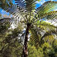 Nice Garden: Mount Lofty Botanic Garden 🇦🇺