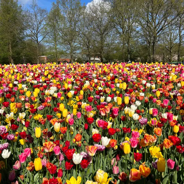 Beautiful day in Keukenhof!