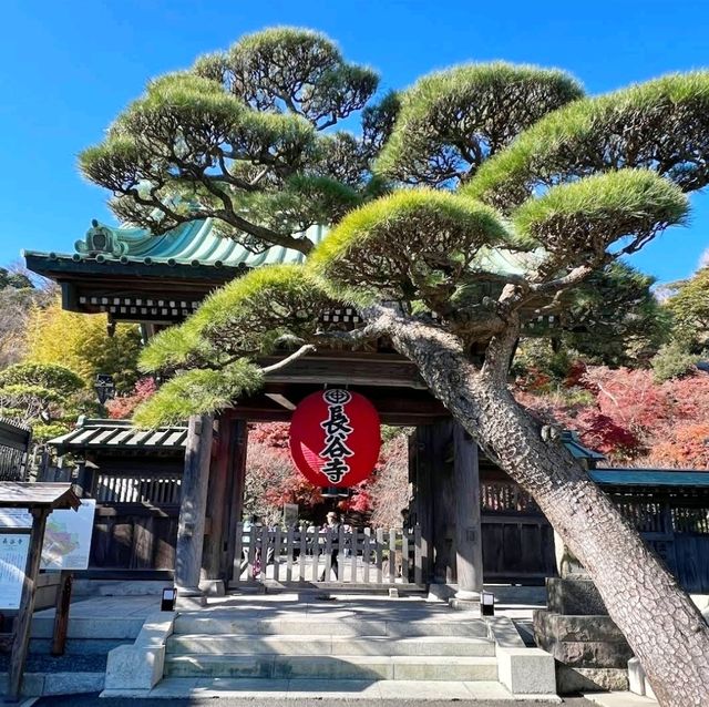 《長谷寺》💐著名的繡球花花園💐鎌倉最古老的寺廟之一