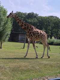 Woburn Safari Park was wonderful 🇬🇧