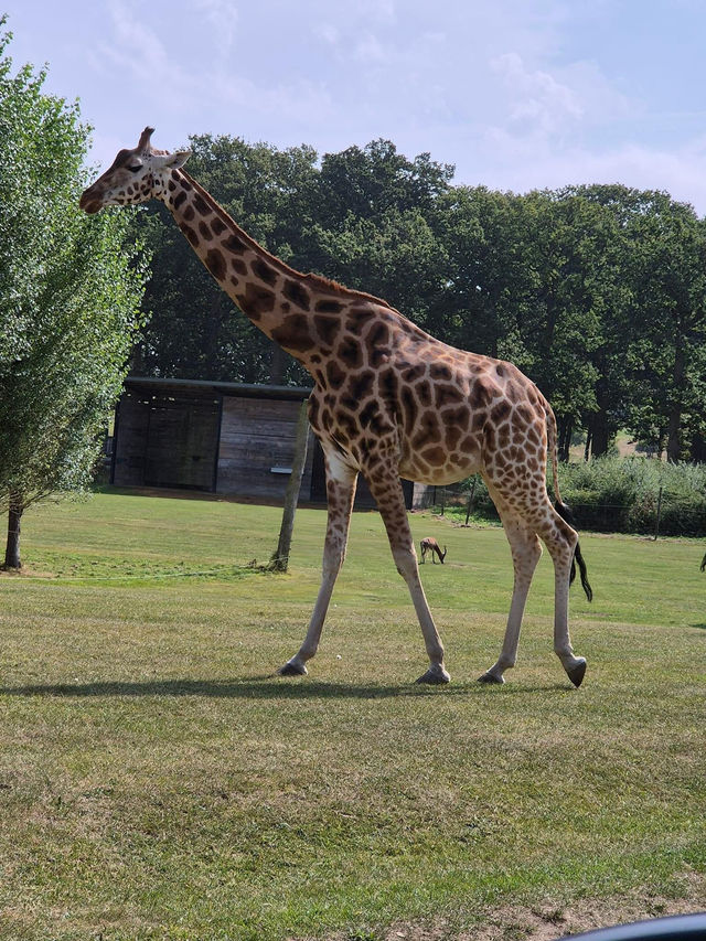 Woburn Safari Park was wonderful 🇬🇧