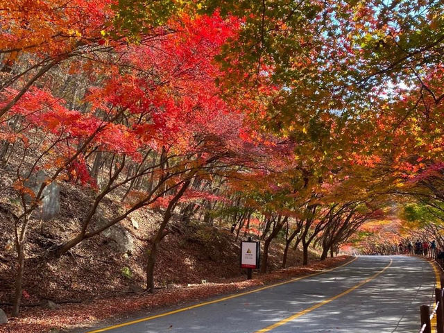 Naejangsan national park Korea 