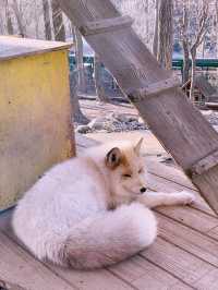 Day Trip from Tokyo to Zao Fox Village  