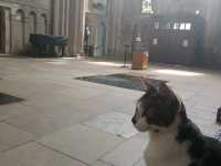 The friendly cathedral cat