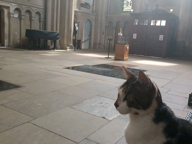The friendly cathedral cat