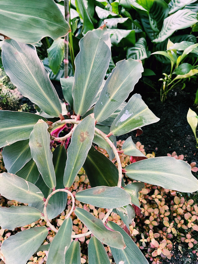Kew Gardens: A Living, Breathing Wonderland 🌿🌸