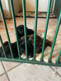 Puppies cuddle time