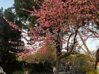 Wuxi en flor: el paraíso de los cerezos