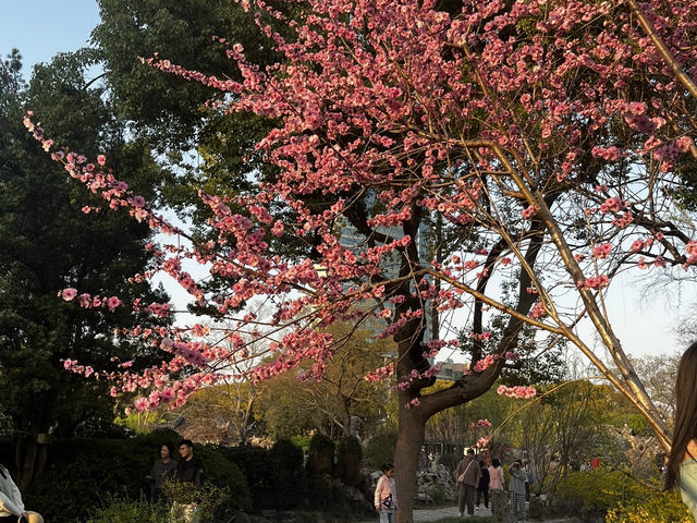 Wuxi en flor: el paraíso de los cerezos