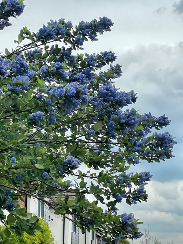 The Arrival of Spring in the UK