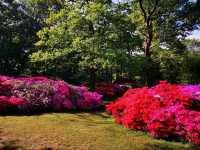 Whispers of Spring: A Stroll Through Isabella Plantation