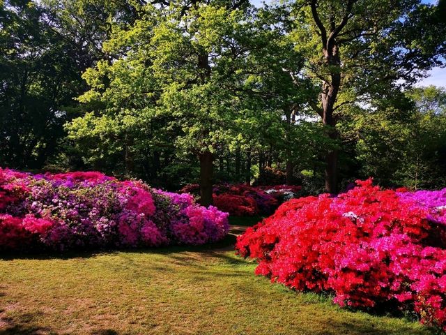 Whispers of Spring: A Stroll Through Isabella Plantation