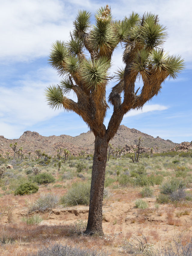 Joshua Tree National Park