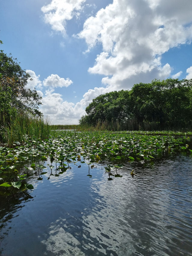 Huge national park near Miami: the Everglades 