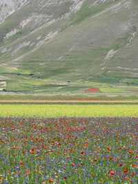 🌼 A Sea of Blossoms – Castelluccio di Norcia, Italy