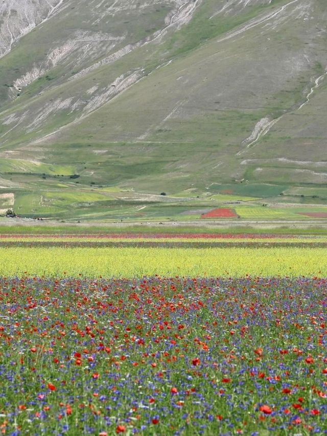 🌼 A Sea of Blossoms – Castelluccio di Norcia, Italy