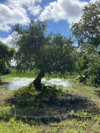 🐘 Yala National Park – A Wildlife Wonderland in Southern Sri Lanka 🌿