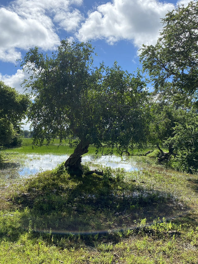 🐘 Yala National Park – A Wildlife Wonderland in Southern Sri Lanka 🌿