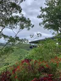 Tea With a View: Why the BOH Tea Centre is Worth the Trip