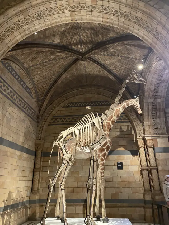 Review: The Natural History Museum, London