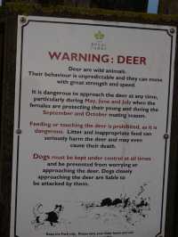 A Peaceful Day Trip to Richmond Park: London’s Countryside Escape 🌳