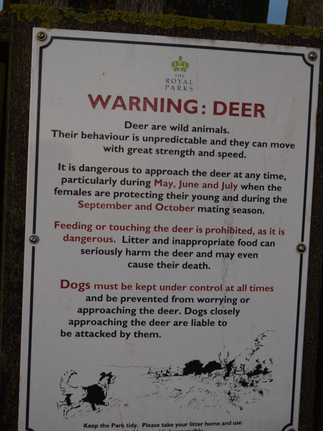 A Peaceful Day Trip to Richmond Park: London’s Countryside Escape 🌳