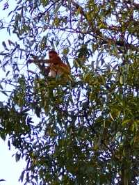 Исследуем Bako