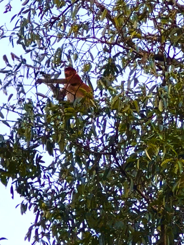 Исследуем Bako Исследуем Bako