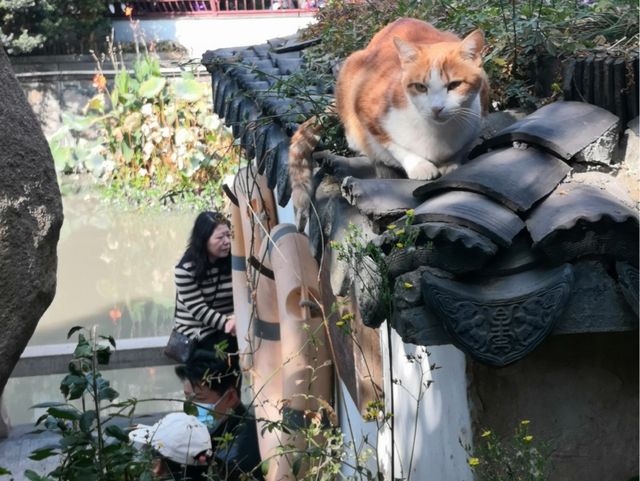 上海の古鎮といえば朱家角かな