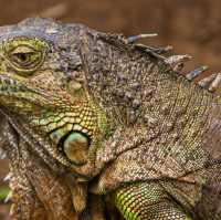 Animals of Chiang Mai Zoo