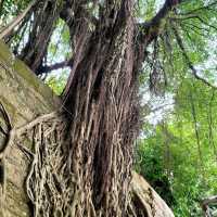 🏯🦢 Kowloon Park: A Hidden Oasis in the City 🌳🐒