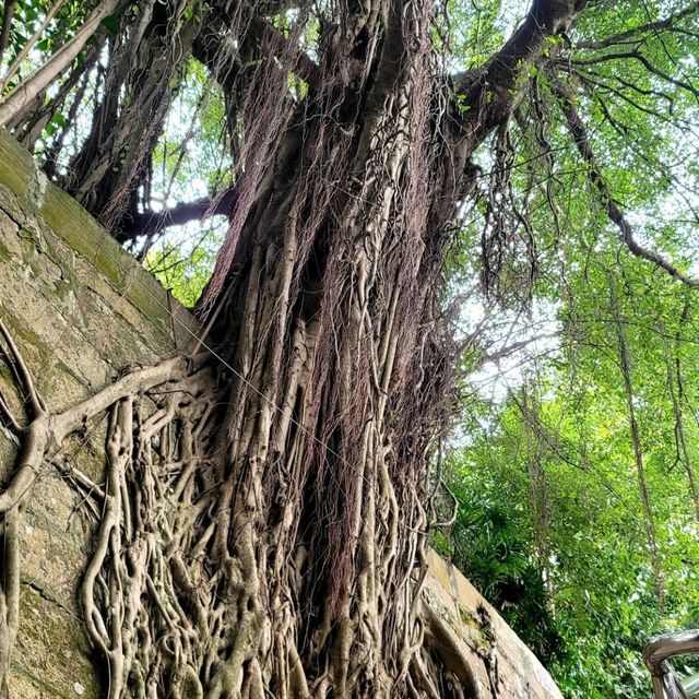 🏯🦢 Kowloon Park: A Hidden Oasis in the City 🌳🐒