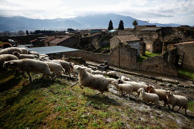 Sheep have become an important force in protecting the ancient ruins of Pompeii.