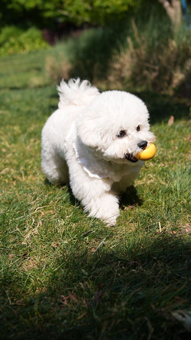 Kunming surrounding tour | Take your pet camping together