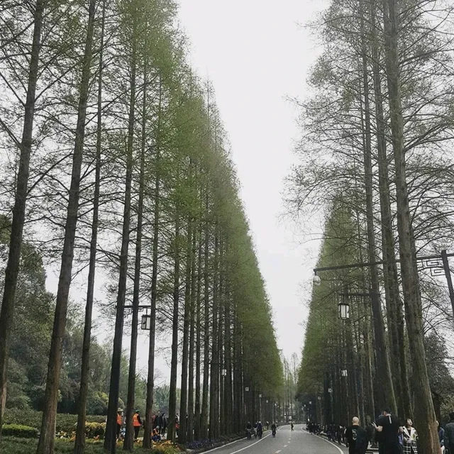 Panda Breeding Center in Dujiangyan! 🇨🇳