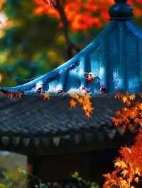 不是日本,真的真的是上海!!