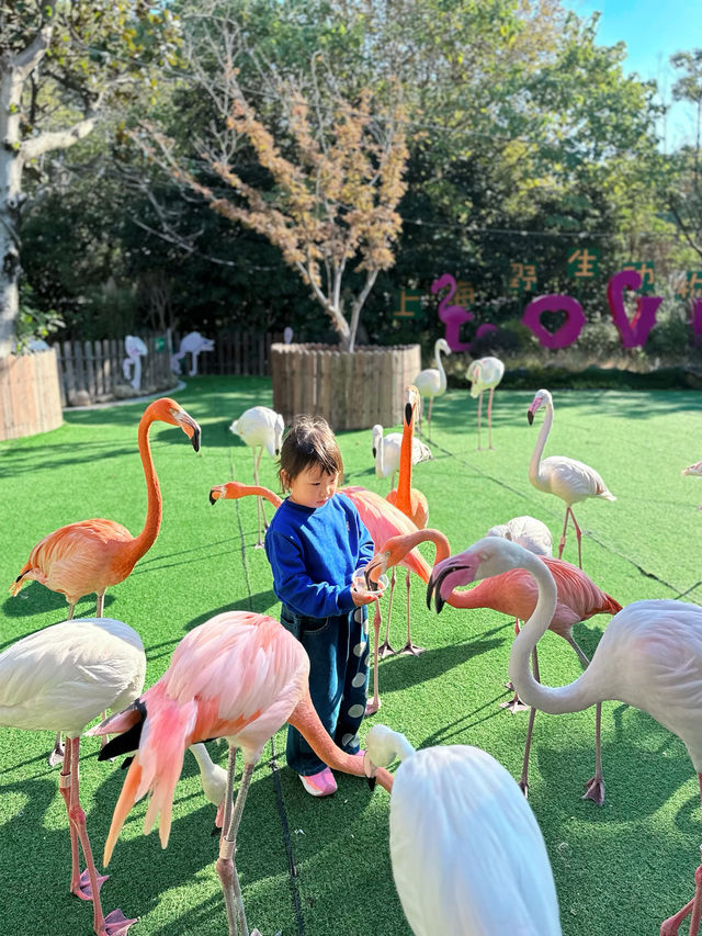 上海野生動物園一日遊超詳細攻略，碼