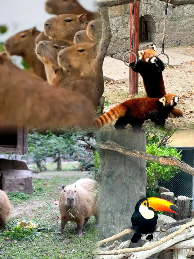【Shanghai Wild Animal Park】Enjoy the animal world and encounter the beauty of nature
