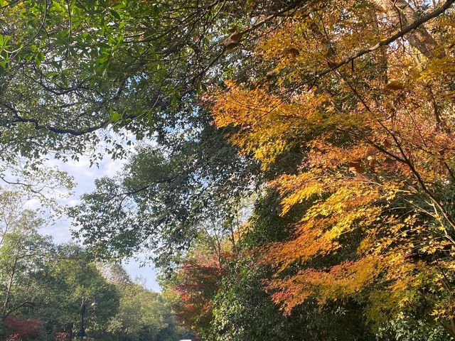 杭州旅遊|西湖的晚秋屬於虎跑公園